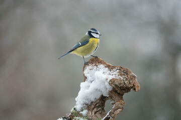 Blaumeise (Cyanistes caeruleu)