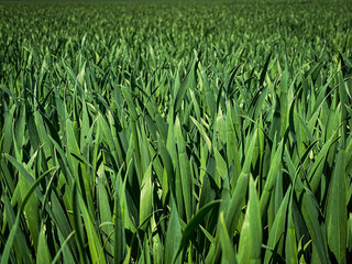 barley field at spring