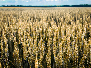 wheat field at spring