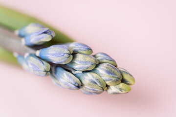 Blooming purple hyacinth a pink background.
