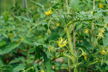 It is flowers of yellow color, on a branches, blossoming of a tomatos
