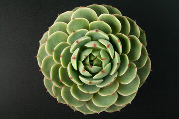 close up of a green succulent plant on black background.