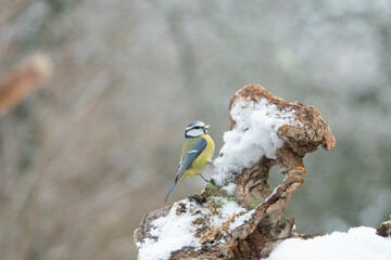 Blaumeise (Cyanistes caeruleu)