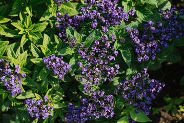 Purple heliotrope flowers bloom in the garden in summer