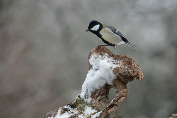 Kohlmeise (Parus major)