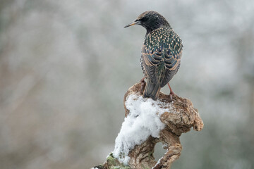 Star (Sturnus vulgaris)