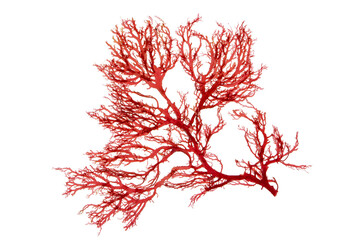 Red seaweed or rhodophyta algae branch isolated transparent png