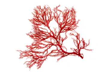 Red seaweed or rhodophyta algae branch isolated transparent png