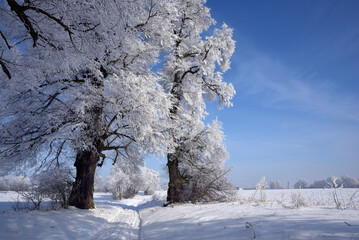 piękny zimowy widoczek, puzzle zimowe, zimowy obrazek, alejka lip, drzewa zimą, czas na kulig, ferie zimowe, biała pora roku, szadź na drzewach, stare lipy zimą, białe drzewa, pejzaż, scena zimowa, ob