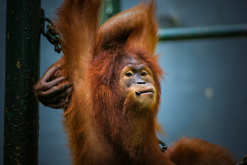 bornean orangutan