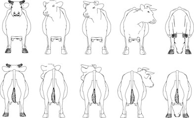 Vector sketch illustration of a fat cow on a farm
