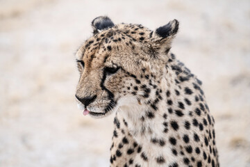 portrait of a cheetah with a tongue