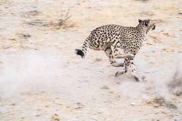 cheetah running in the savannah