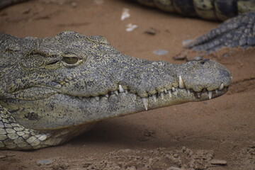 crocodile in the zoo
