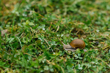 Garden snail crawls on the green grass in summer