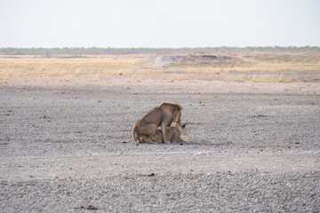 a pair of lions having sex