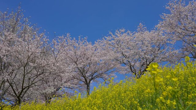 満開の桜と菜の花が風に揺れる4Kスローモーション動画