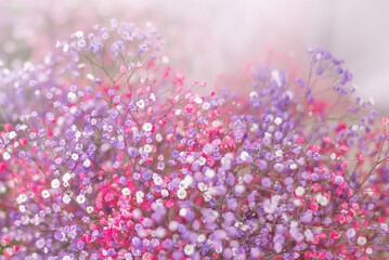 Close-up of a bouquet of multicolored gypsophila. Pink, white and lilac flowers on a light background