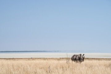 rino in the savannah 