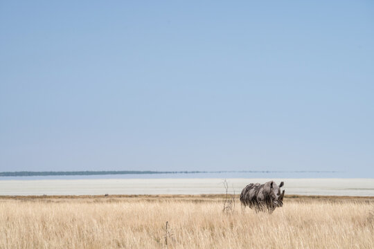 rino in the savannah 
