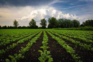 Obraz premium green field and cloudy sky