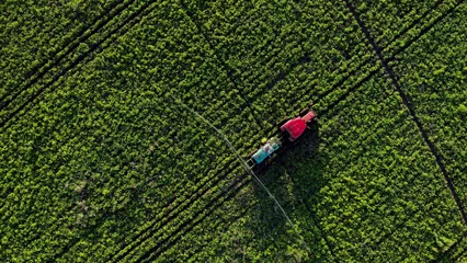 Rollo aerial top down view process of spraying with chemicals and pesticides fields with potatoes. Growing potatoes in fields cultivating vegetables. tractor pulls barrel with irrigation system behind it. © Vit