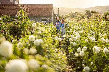 Man and a woman pick up dahlia flowers while working at rural flower farm on sunset, wide view on...