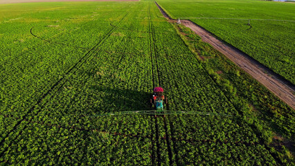 Top aerial view process of spraying with chemicals and pesticides fields with potatoes. Growing potatoes in fields cultivating vegetables. tractor pulls barrel with irrigation system behind it.