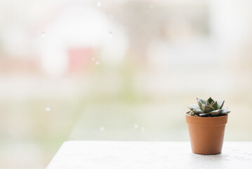 Small succulent in a brown pot on the window stands with space copy