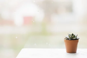 Fotobehang Toilet Small succulent in a brown pot on the window stands with space copy  © Sunshine