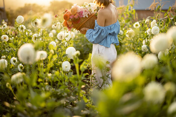 Woman holds lush bouquet of colorful freshly picked up dahlias on rural flower farm on sunset....