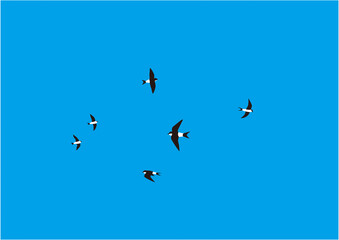 青空に飛ぶイワツバメ01