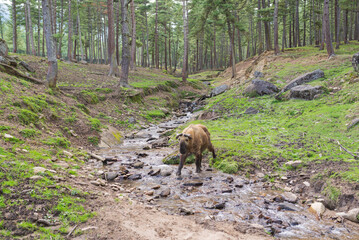 Takin in the forest