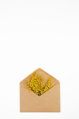 Branches of a beautiful mimosa flower in a craft envelope on a white background with copy space