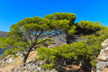 Pinie (Pinus pinea) auf der Insel Spinalonga (Kalydon) in Elounda, Agios Nikolaos, Kreta...