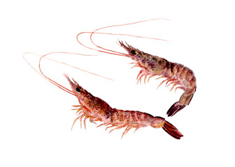 ヨシエビ 手描き水彩画