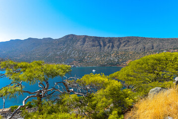 Pinie (Pinus pinea) auf der Insel Spinalonga (Kalydon) in Elounda, Agios Nikolaos, Kreta...