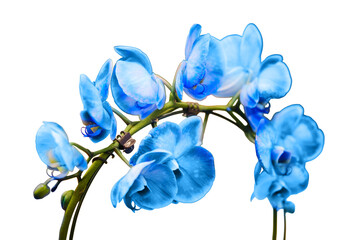 Growing blue phalaenopsis flowers in a greenhouse as a hobby or for sale in a store, isolated on a white background