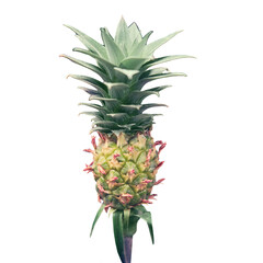 Fototapeta premium A young plant of the pineapple. Ananas comosus is a perennial herbaceous plant, a species of the genus Pineapple of the Bromeliaceae family, isolated on a white background