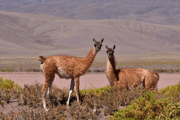 Guanaco in Atacama Desert Chile South America