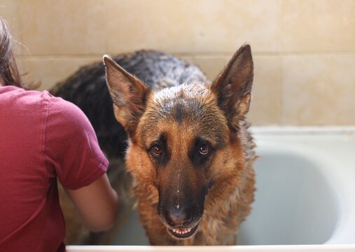 Retrato de perro pastor Aleman  en la bañera de casa con fondo desenfocado y parte del brazo de persona