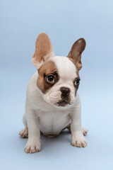 Fototapeta premium French bulldog puppy waiting for food and looking aside with curiosity. Studio shot of a lovely French Bulldog sitting on blue background. French Bulldog puppy 3 months old