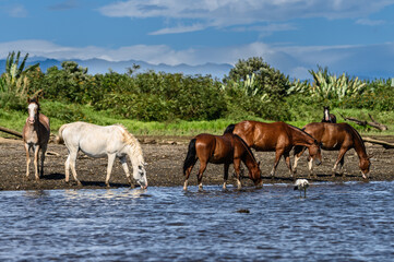 wild horses drinking in the Costa Rica river.