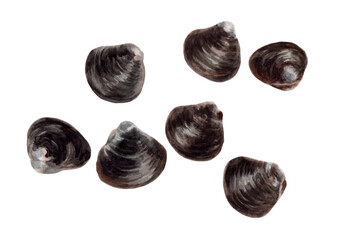 ヤマトシジミ 手描き水彩画