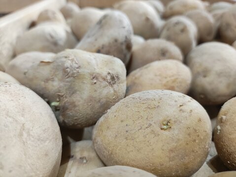 Selective focus image of fresh organic harvest potatoes on the supermarket shelf