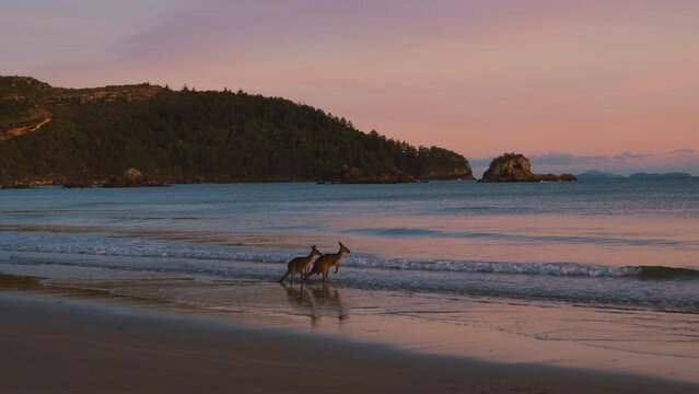 Wild kangaroo and wallaby by the sea on a sandy beach at Cape Hillsborough National Park, Queensland at sunrise. Scenic nature documentary of a tourist attraction animal family with fighting in 4K.