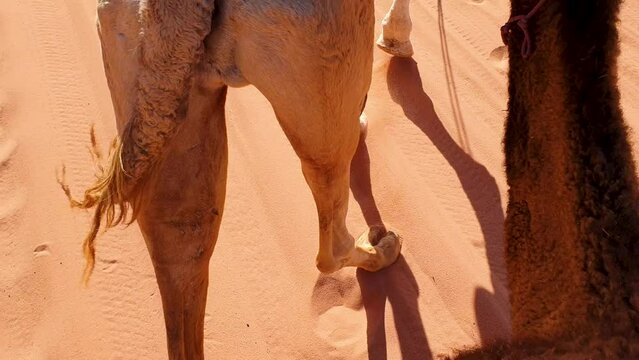 Close up of camels walking in Arabian Wadi Rum desert leaving camel footprints in the red sand in Jordan, Middle East