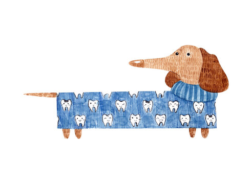 dachshund dentist. dog in a blue sweater with teeth. watercolor illustration for print posters, cards, t-shirt prints, stickers.