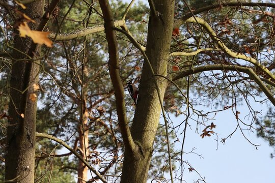 Forest landscape with nice young woodpacker on tree