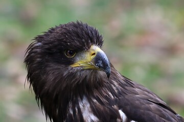 Young agressive disturbed sea eagle